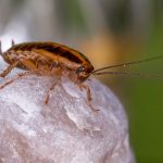 Cockroach Control