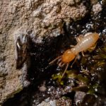 Termite Control