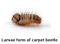 adult beetles