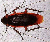 American roach