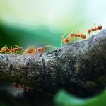 Ant Control