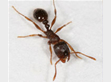ants