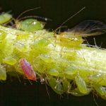 APHID CONTROL