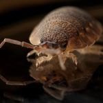 Bedbug Control