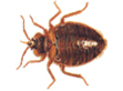 BED BUGS