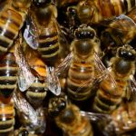 BEES