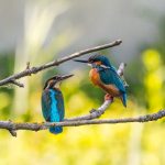 BIRDS