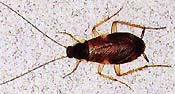 Brown Banded Roach