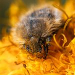 CARPET BEETLE