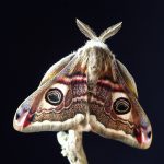 CARPET MOTH
