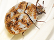 carpet beetles