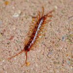 CENTIPEDES