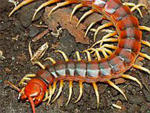 Centipedes