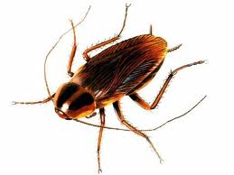 Coachroach