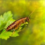 COCKROACHES
