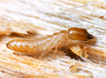 drywood_termites