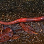 EARTHWORMS