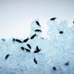 FLEAS
