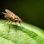 HOUSE FLY