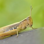 GRASSHOPPERS