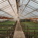 Greenhouse Pest Control