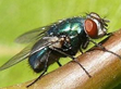 house fly