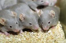 mice