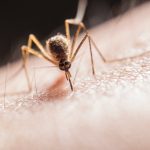 Mosquito Control