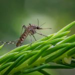 MOSQUITOES