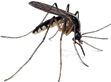 mosquitoes