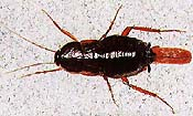 Oriental roach