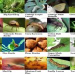 Integrated Farm Pest Management