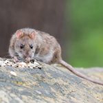RODENTS