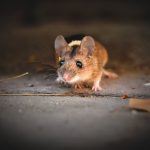 Rodent Control