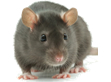 rodent