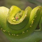 SNAKES