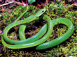 snakes
