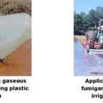Soil Fumigation