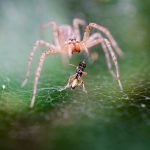 Spider Control
