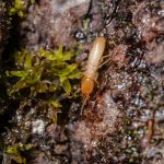 Termite Control
