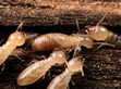 termites