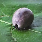 TICKS