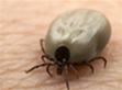 ticks
