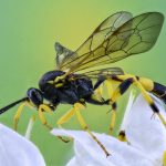 WASPS